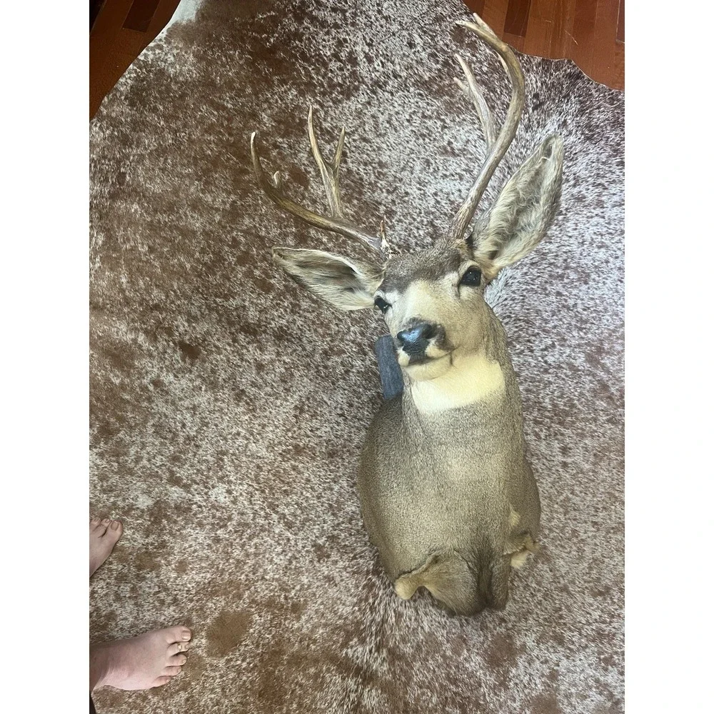Montana Mule Deer Taxidermy Shoulder Mount For Sale